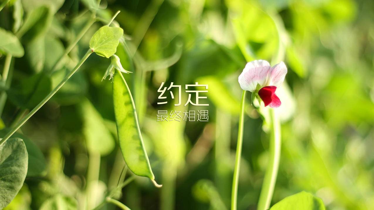 qq赞免费领取10000个赞,视频号购买,网红商城